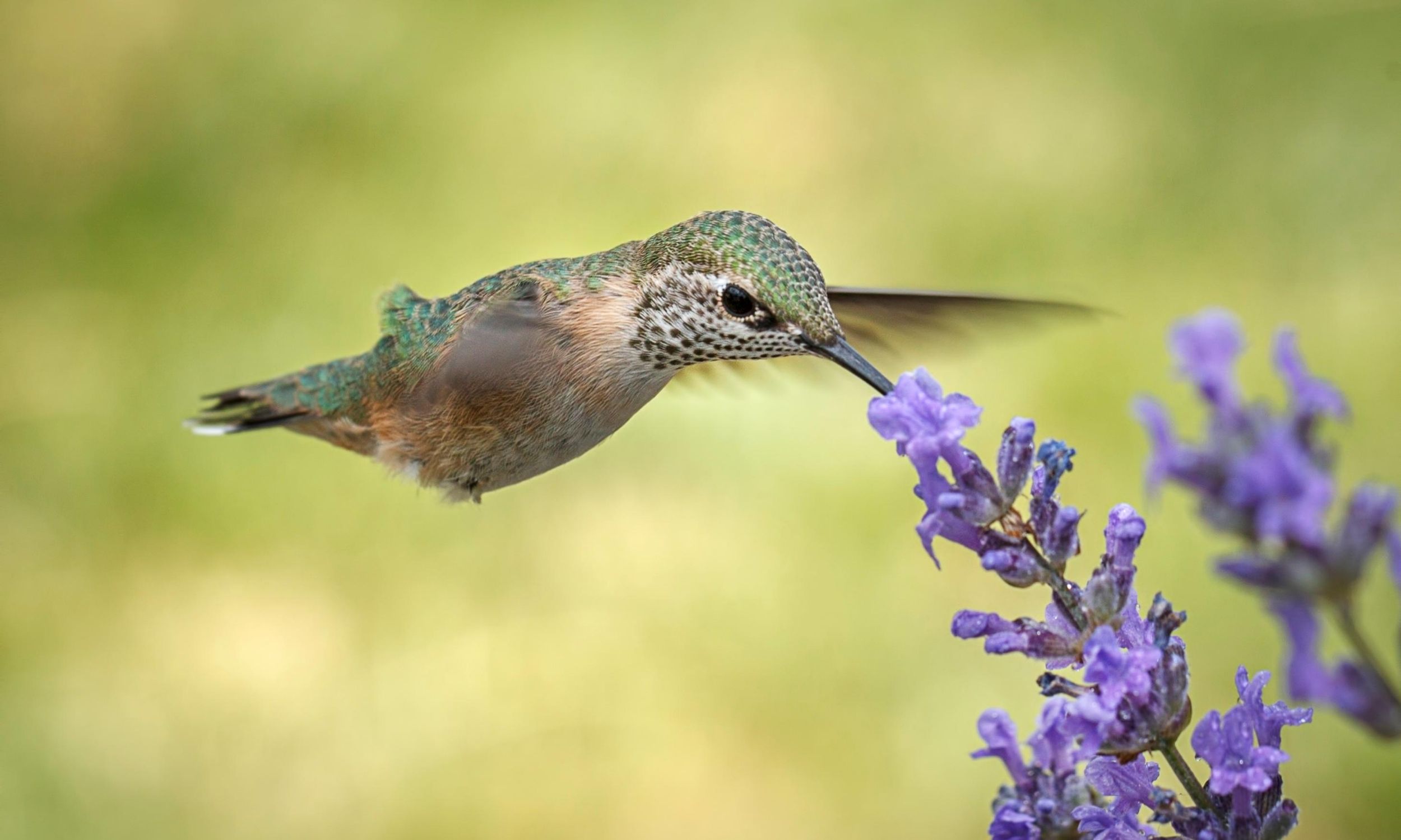everything hummingbirds