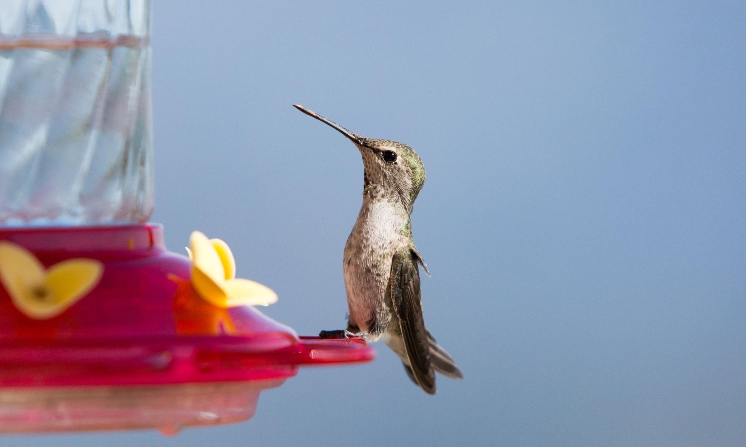 Everything Guide to Hummingbirds