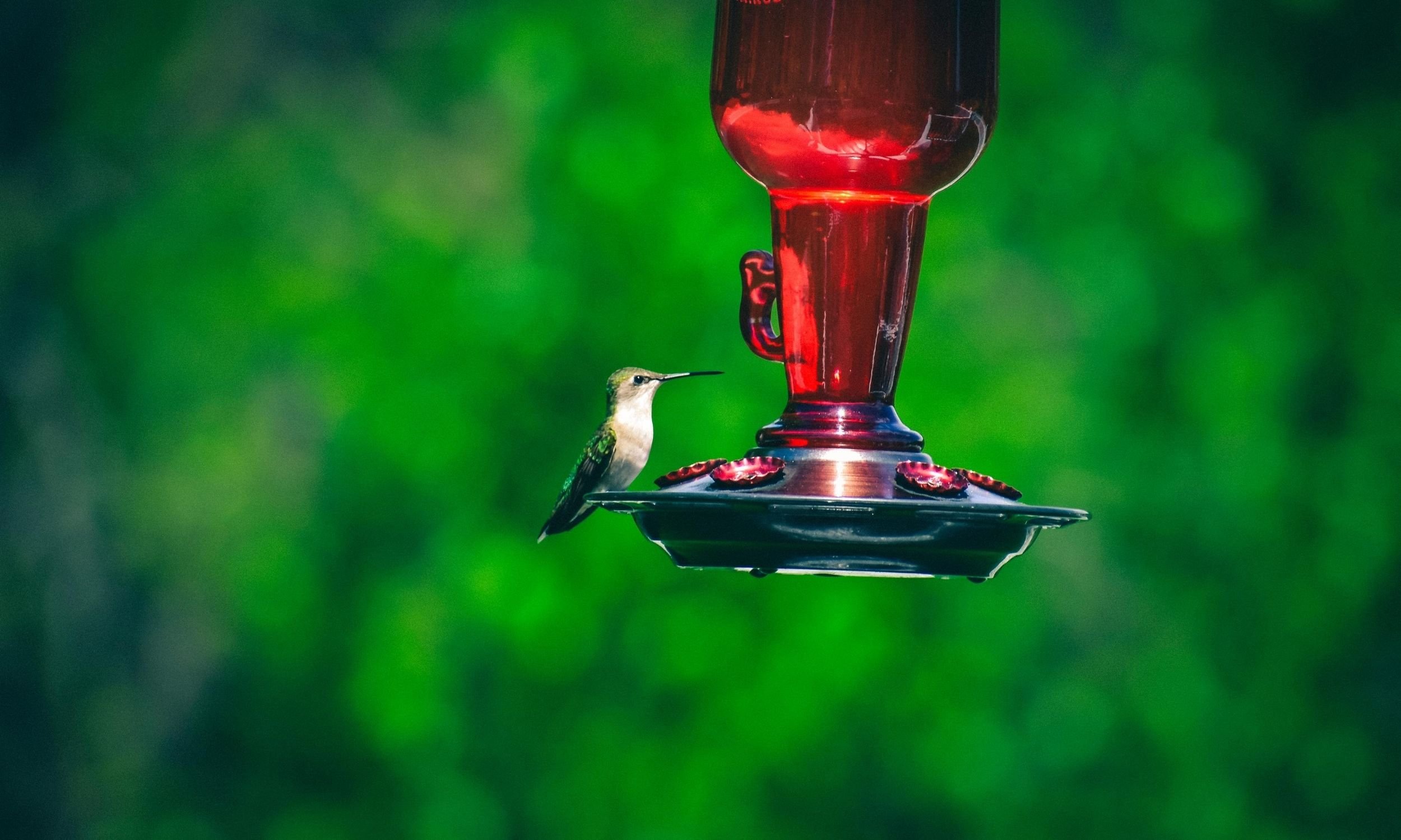 everything hummingbirds