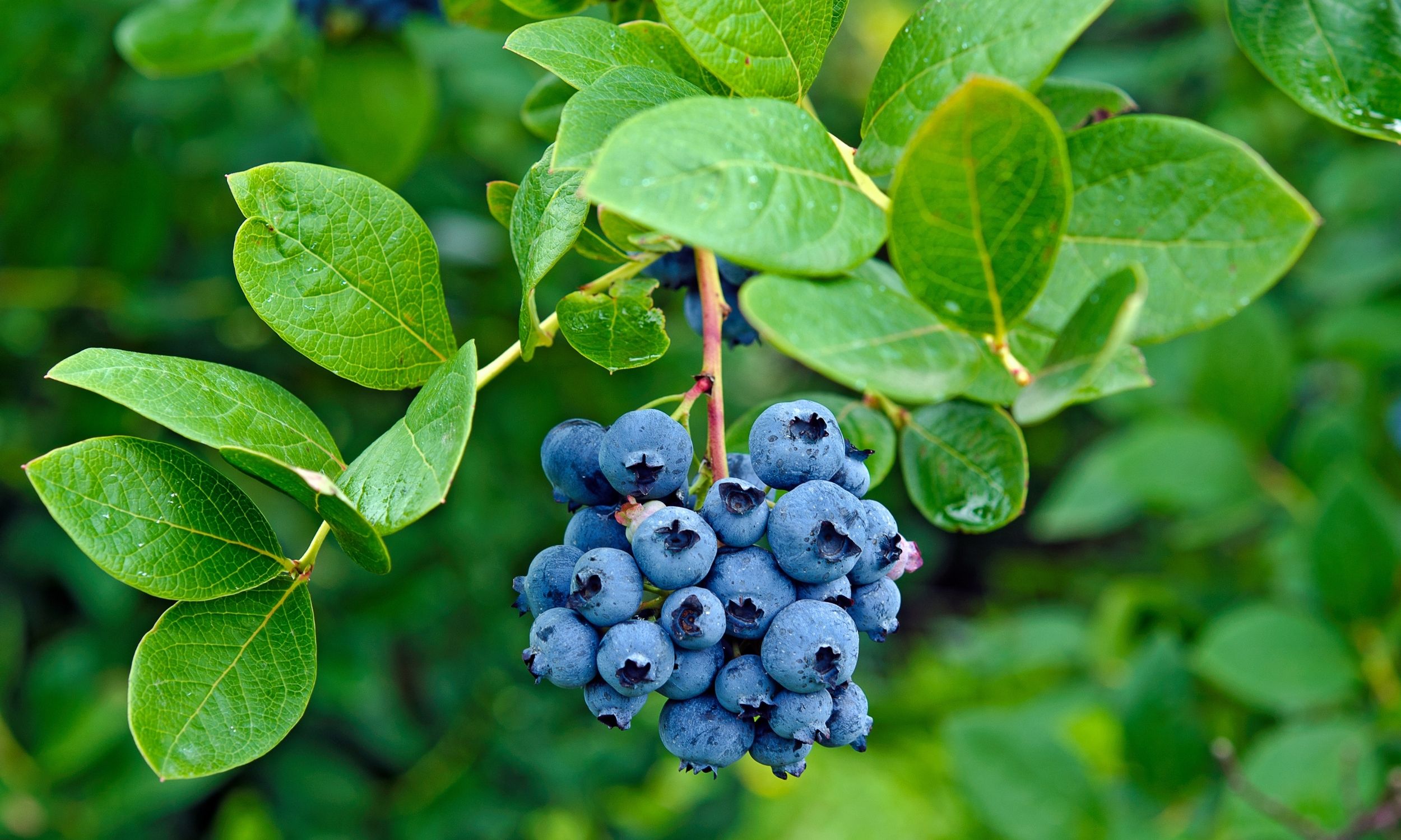 blueberry bush in pots
