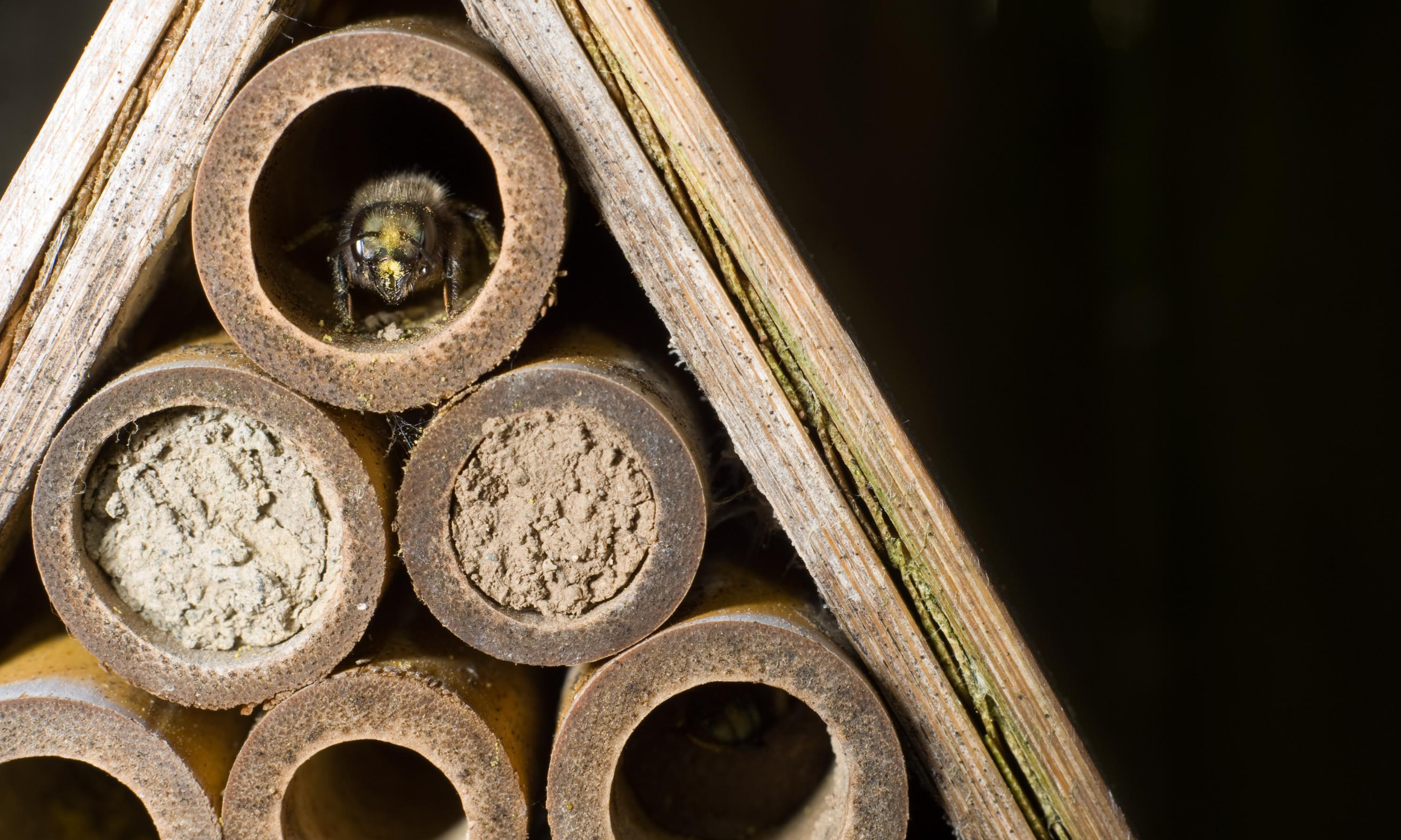 Mason Bee Houses: Attract Mason Bees, Increase Pollination