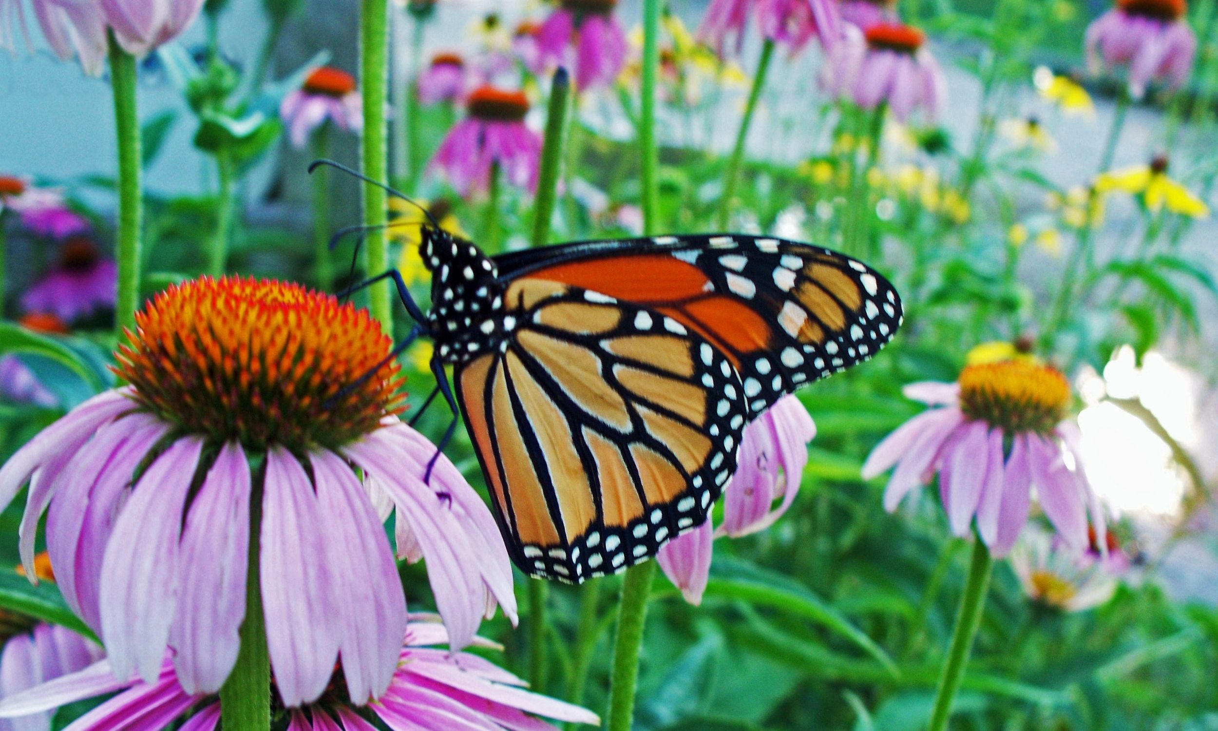 Create Your Own Pollinator Garden!