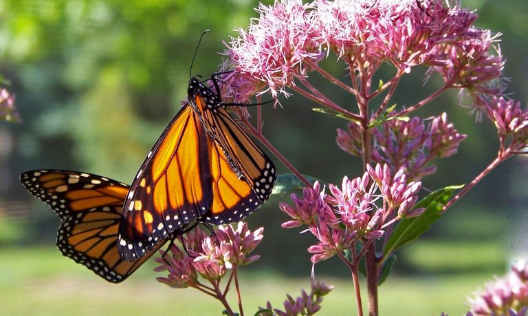 What Are Pollinators and Why Are They Important?