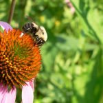 planting for pollinators