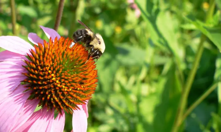 planting for pollinators
