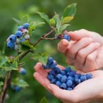 potted blueberry bush