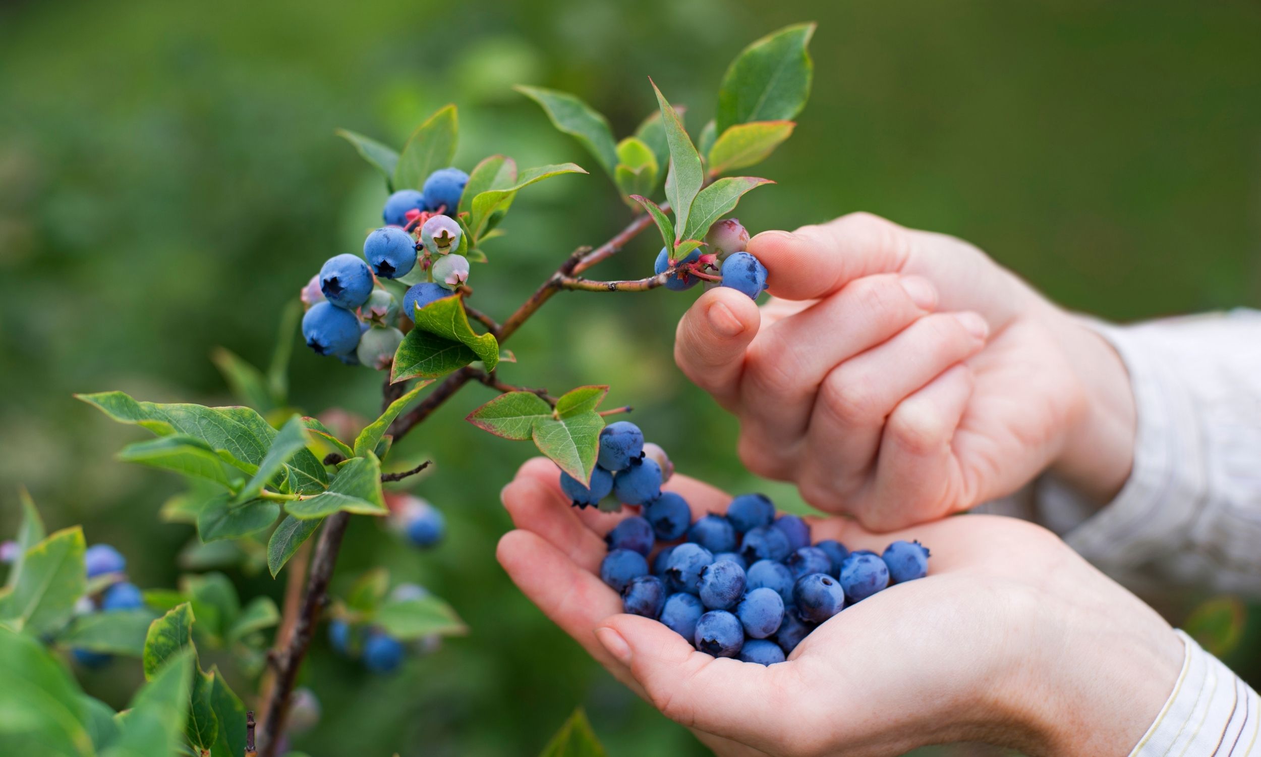 potted blueberry bush