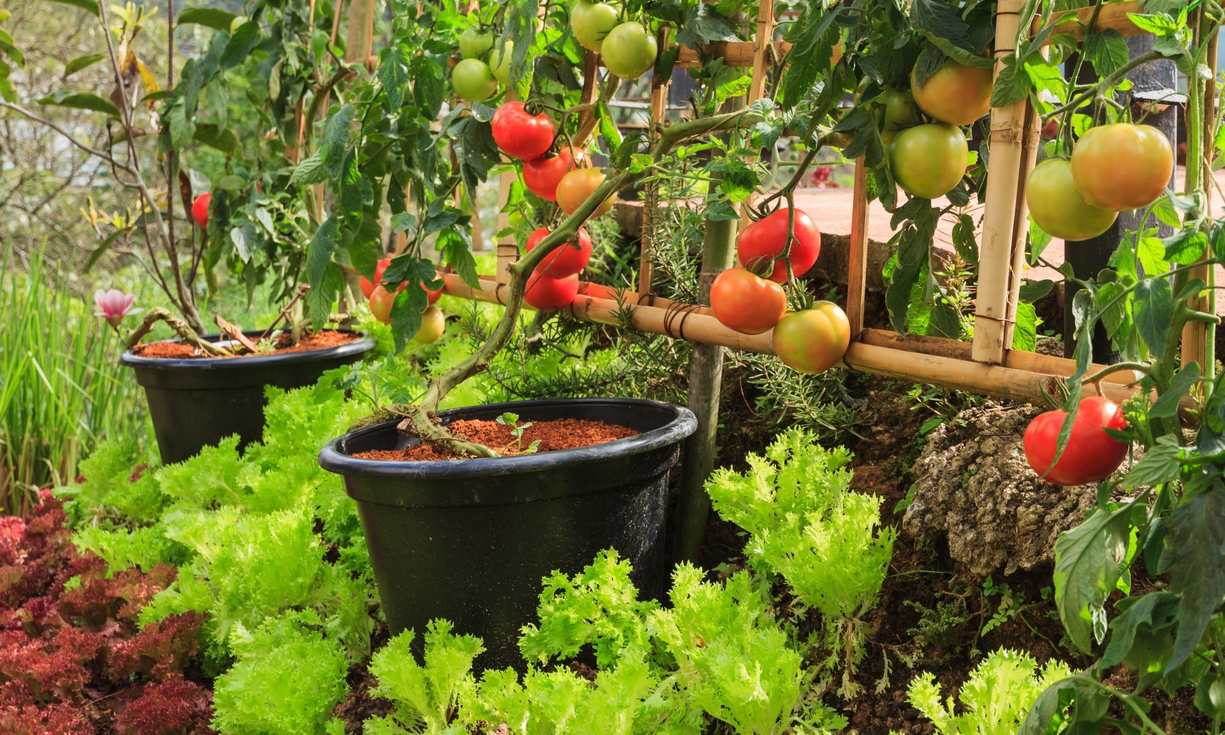 Start a Tomato Garden