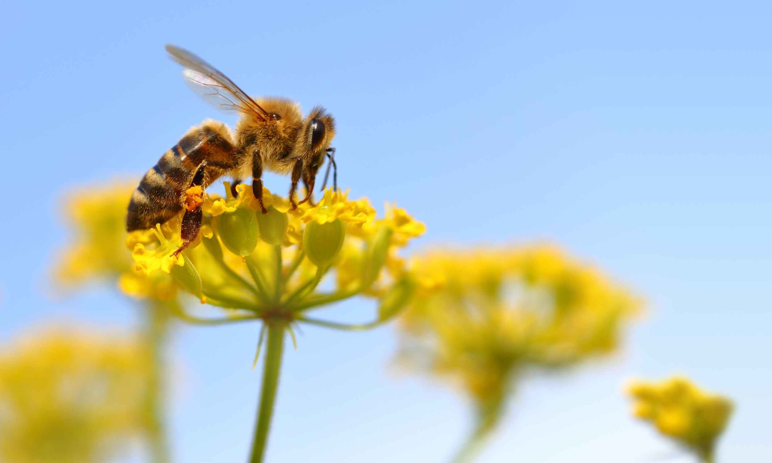 bees amazing pollinators
