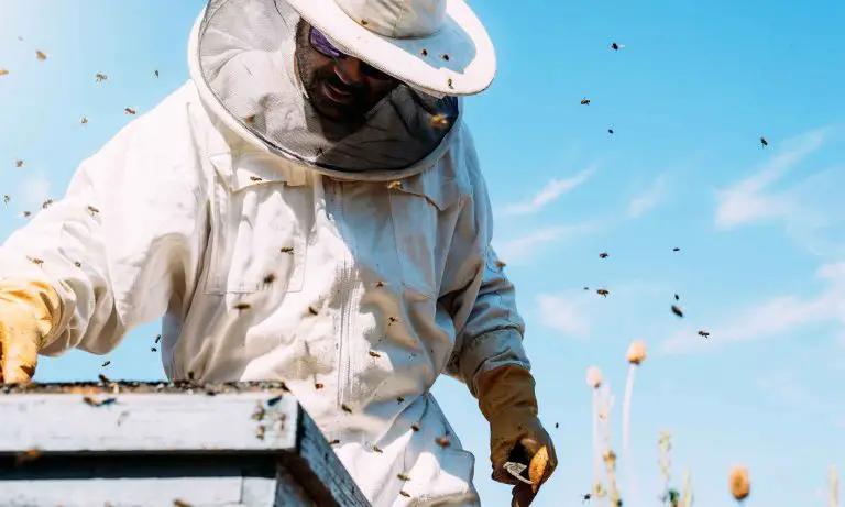 Raising Honeybees