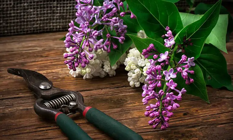 pruning lilac bushes