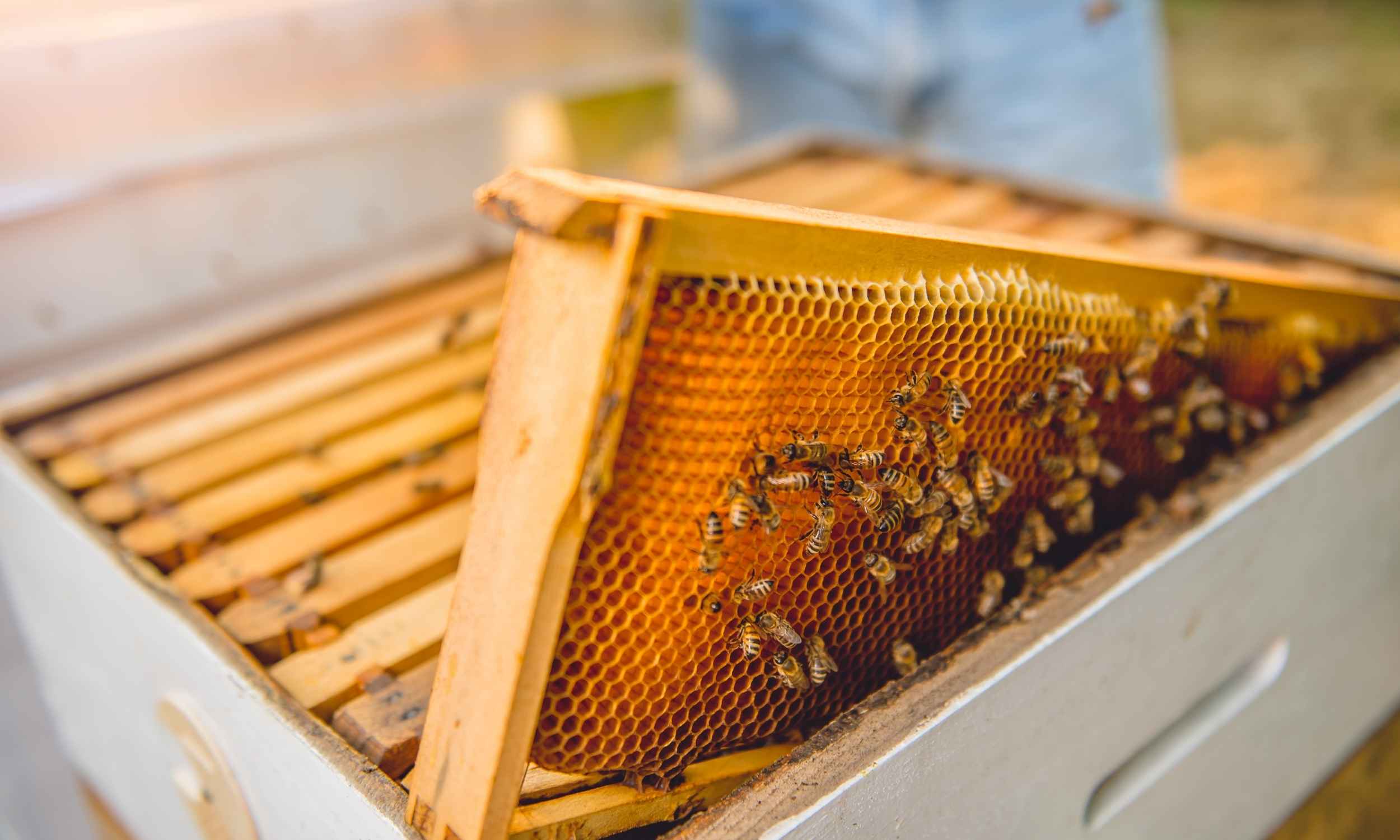 raising honey bees