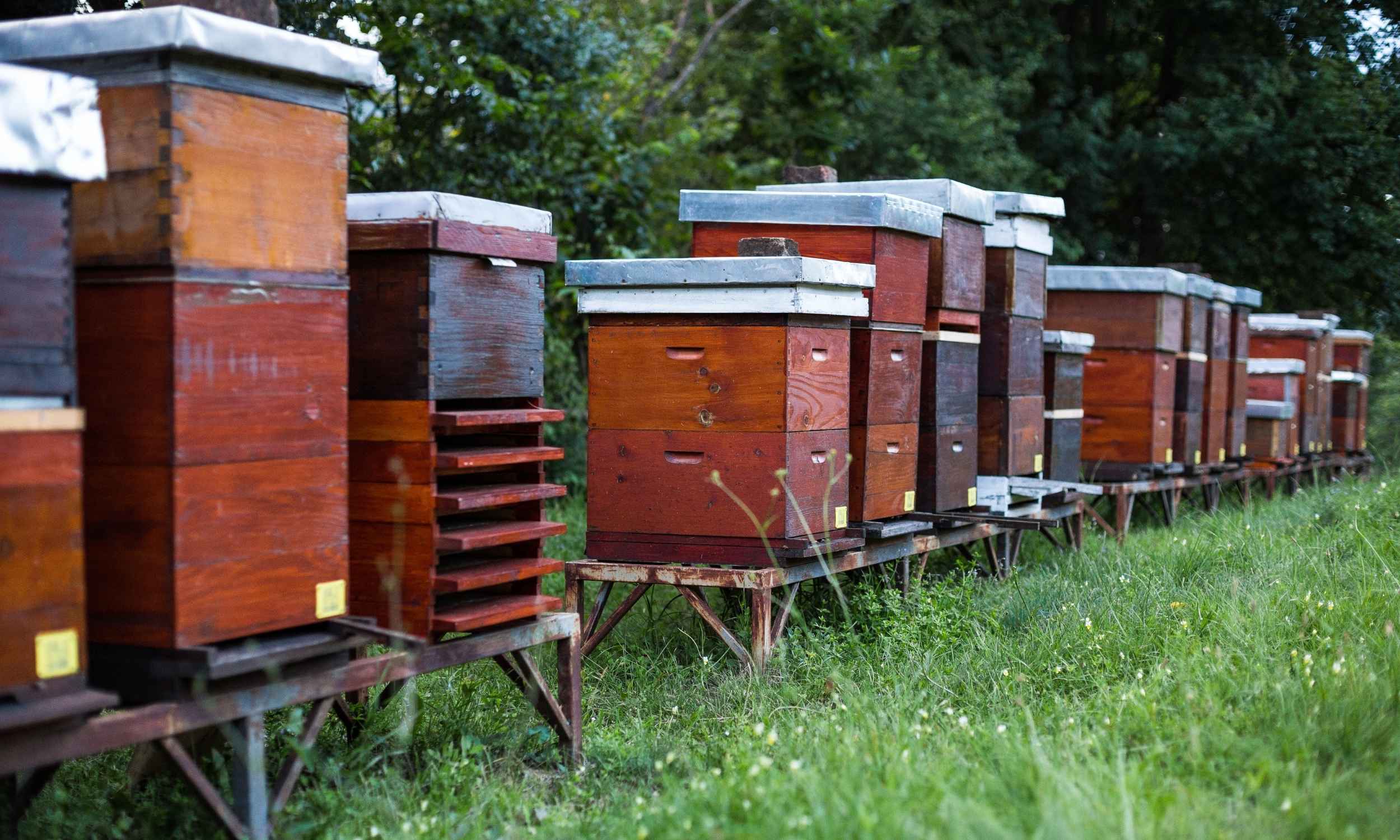raising honeybees