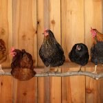 raising chickens for beginners