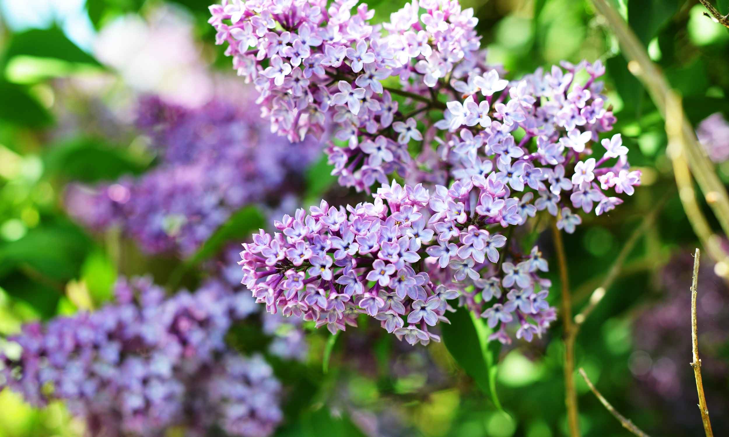 caring for lilac bushes