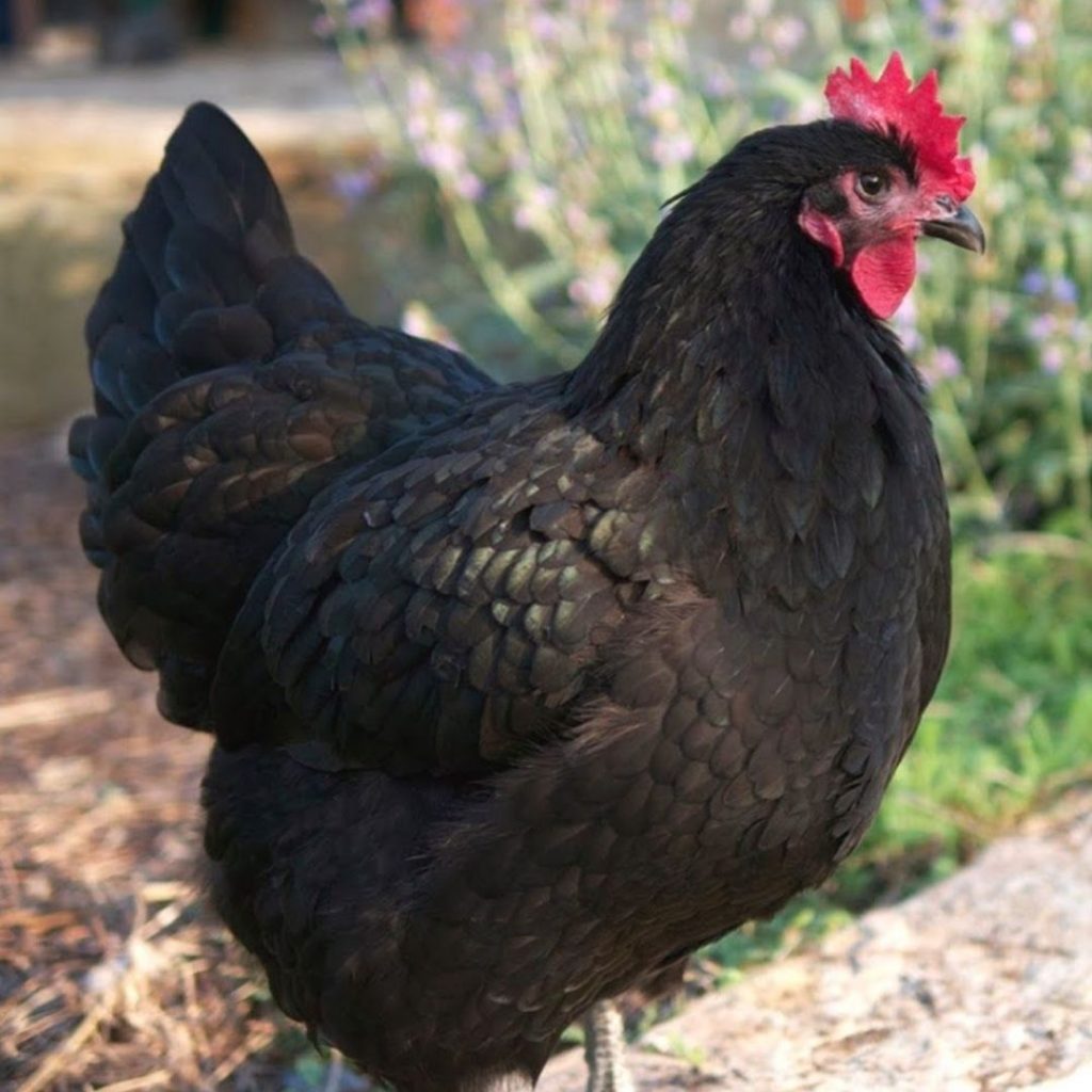 australorp-chicken
