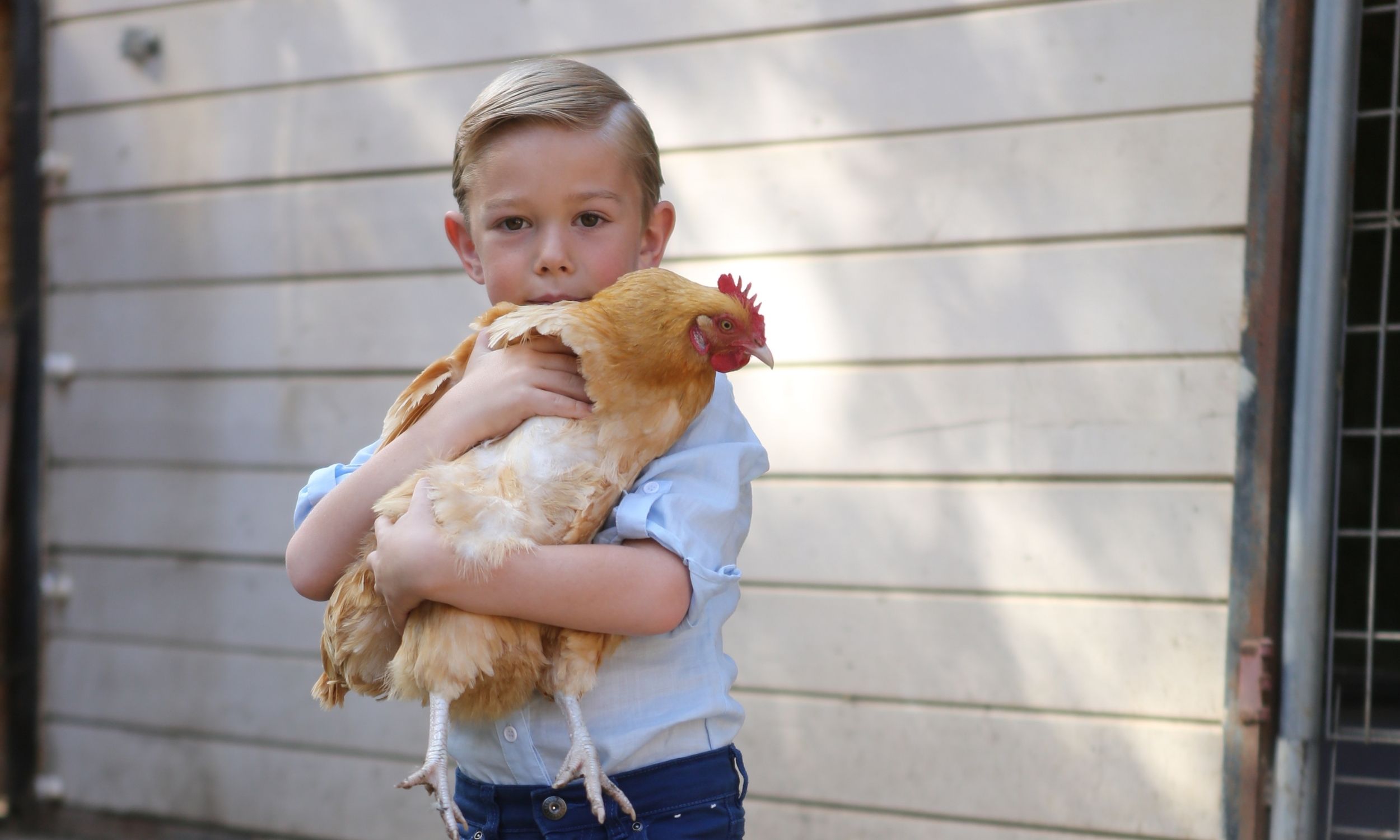 chickens-and-kids