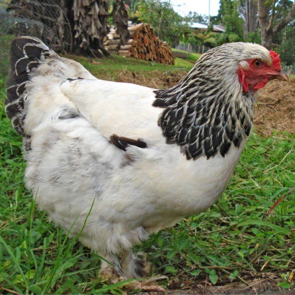 Brahma-chicken