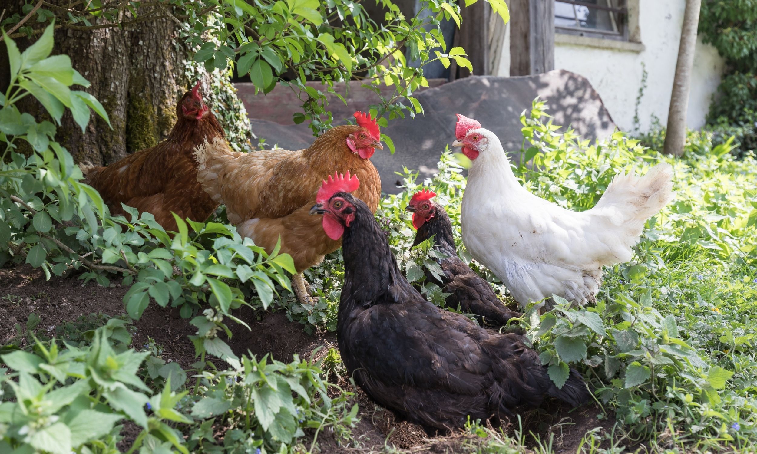 Keeping Chickens out of Your Garden