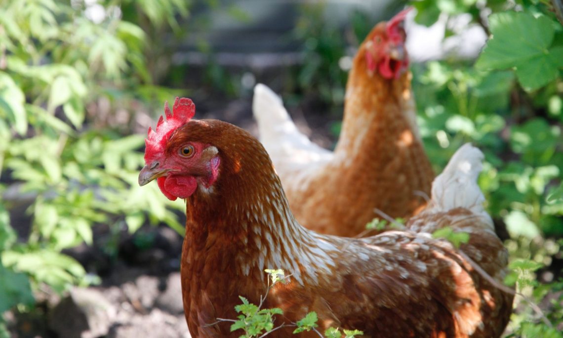 How-to-Create-a-Chicken-Garden