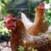 How-to-Create-a-Chicken-Garden