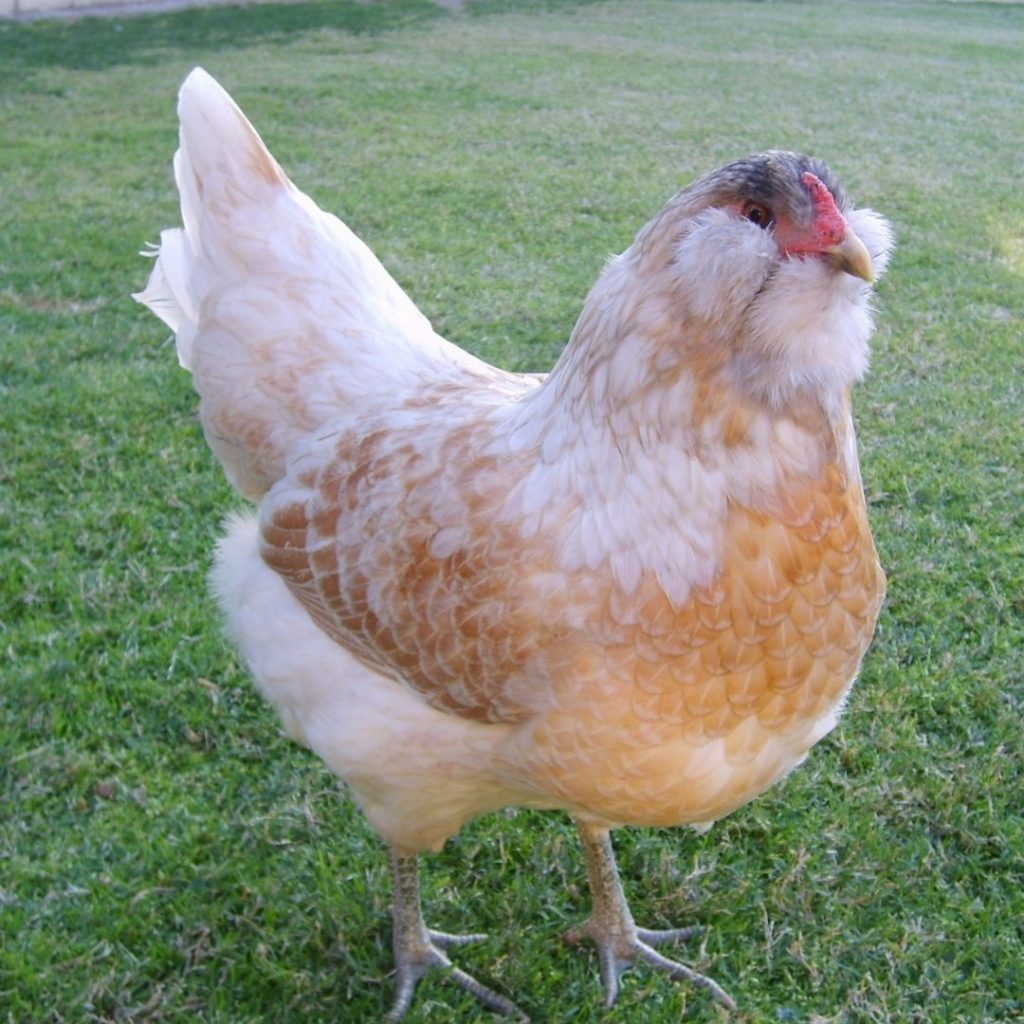 easter-egger-chicken