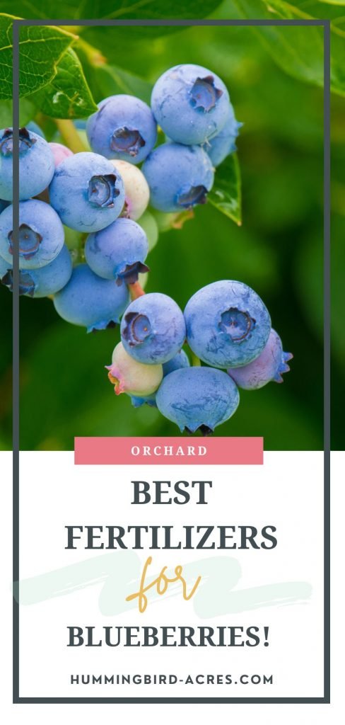 The Best Blueberry Fertilizers