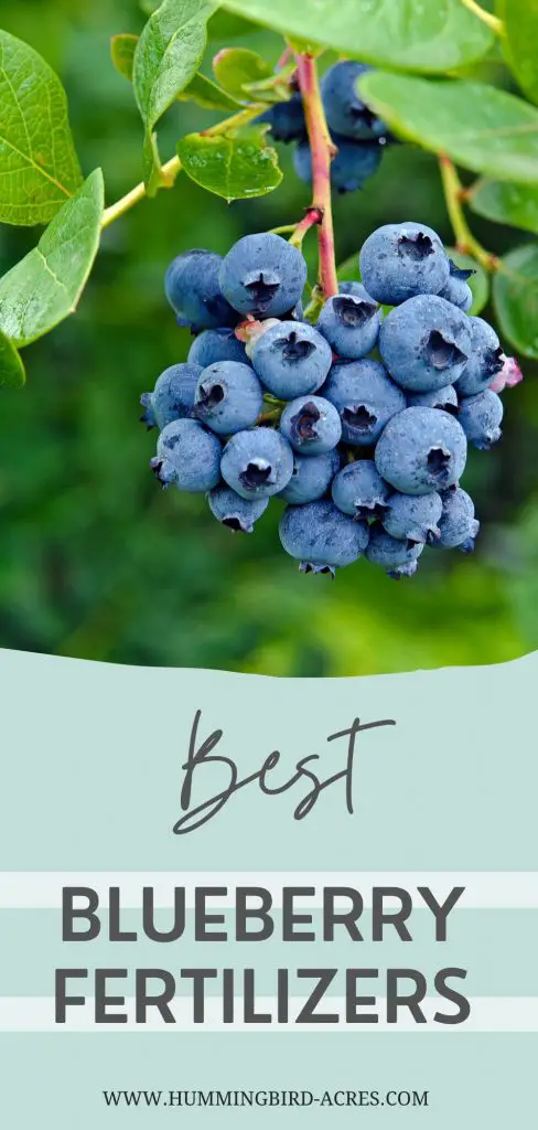 The Best Blueberry Fertilizers