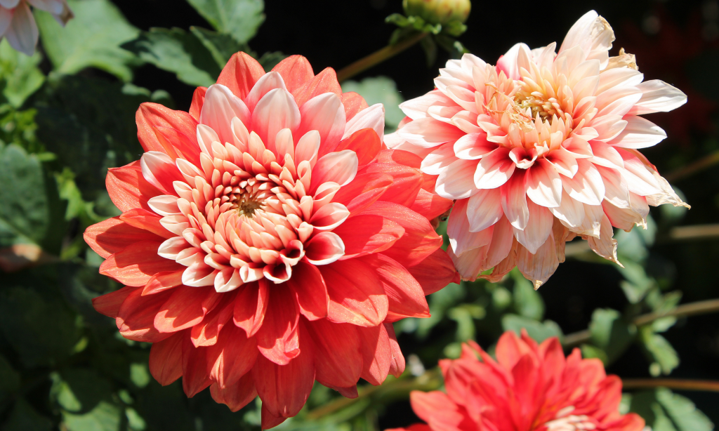 Growing Dahlias in Pots