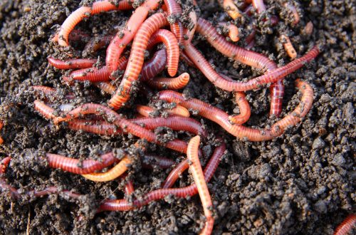 worm compost bin diy