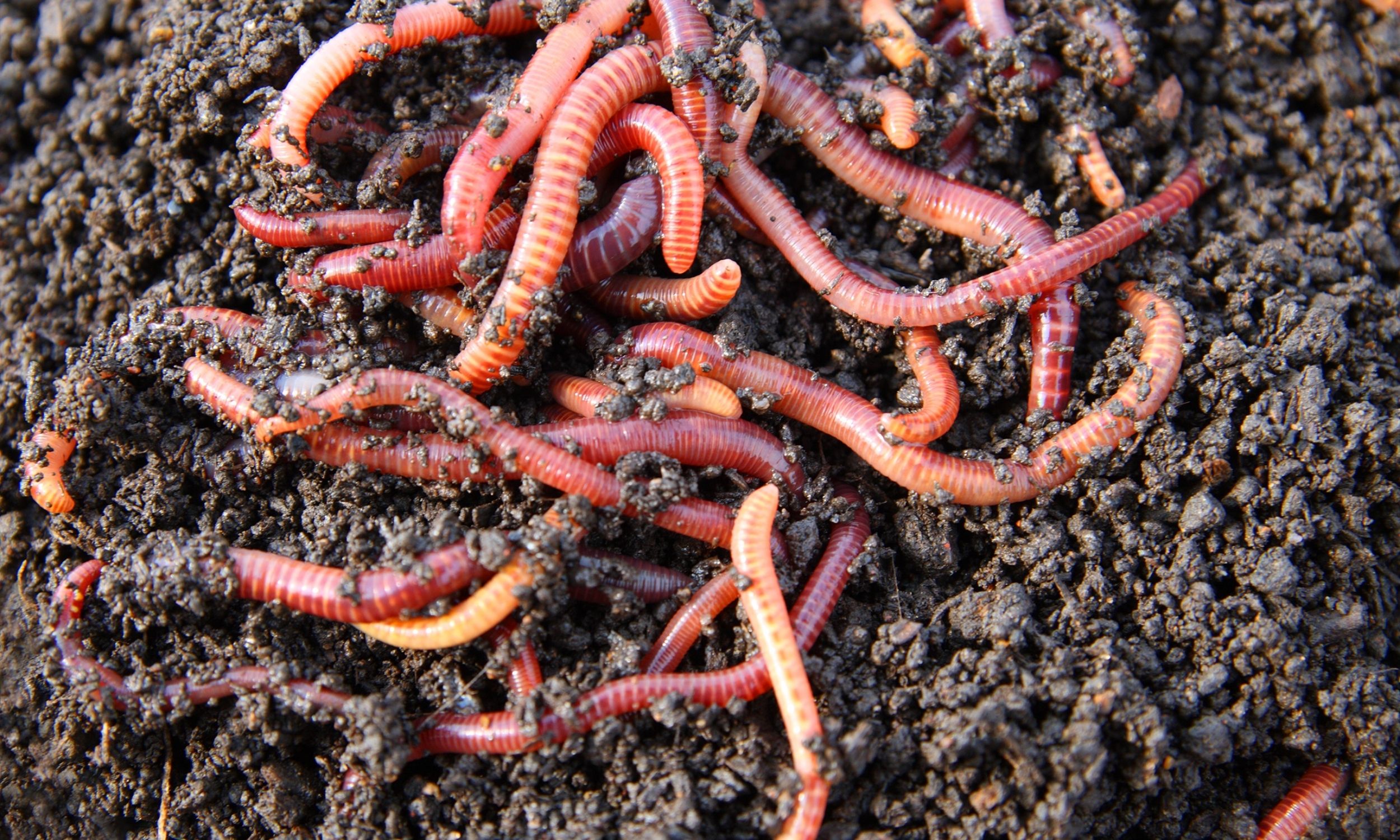 worm compost bin diy