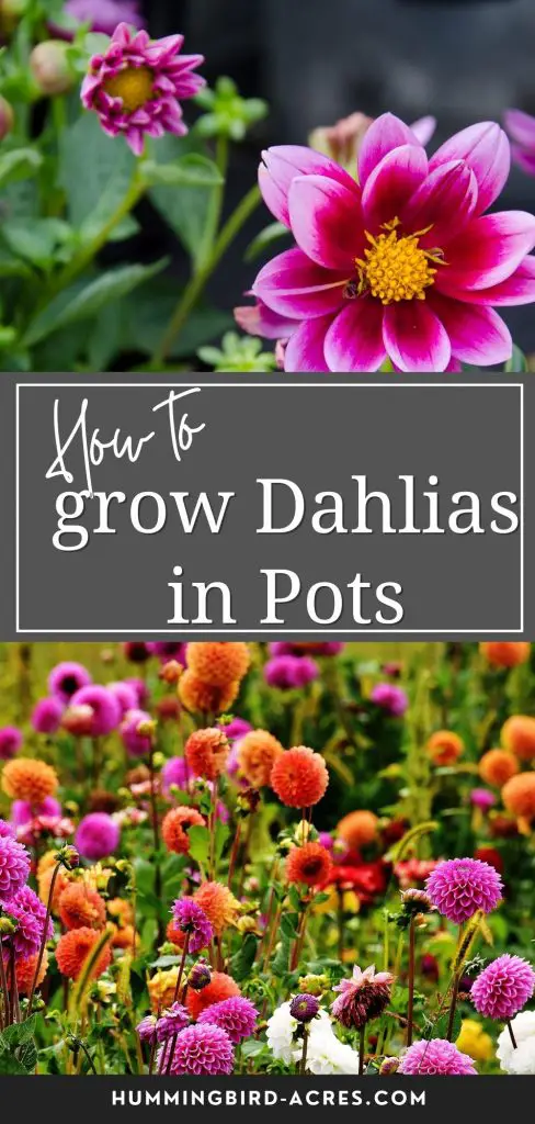 How to grow Dahlias in Pots.