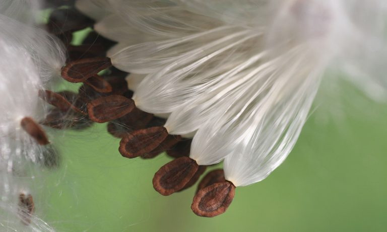 How to Collect Milkweed Seeds