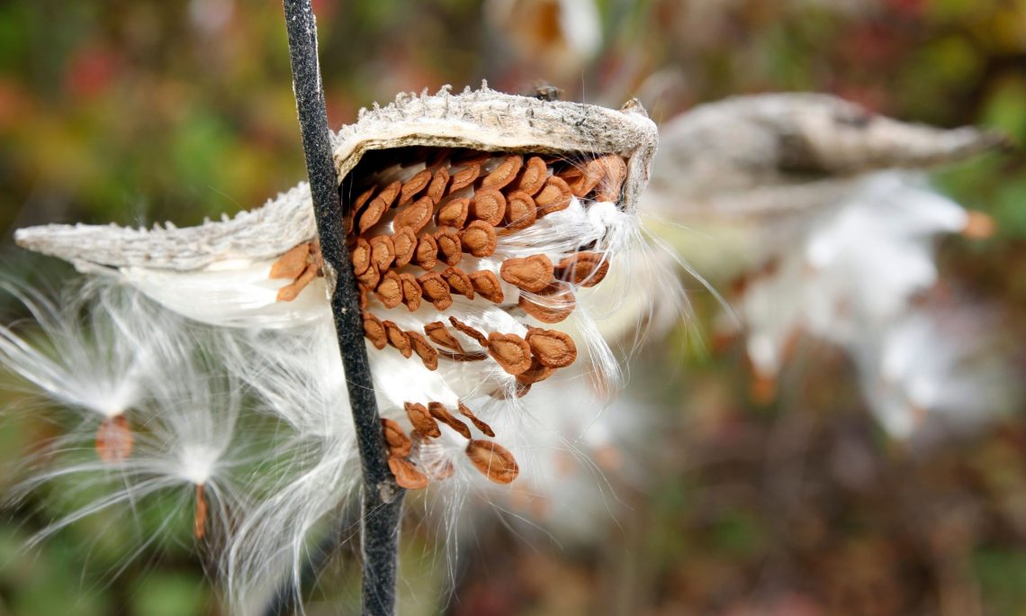 How to collect Milkweed Seeds