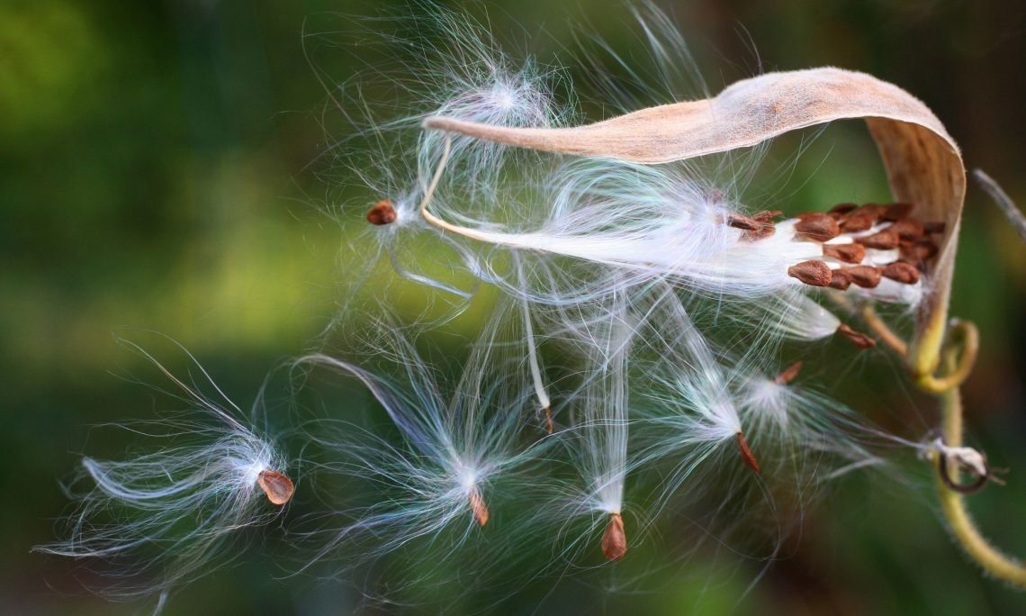 How to Keep Your Milkweed From Spreading