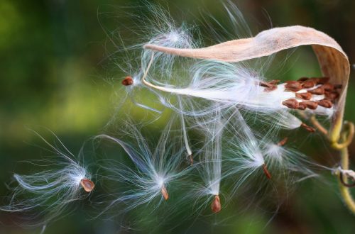 How to Keep Your Milkweed From Spreading