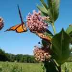 How to Create a Monarch Waystation
