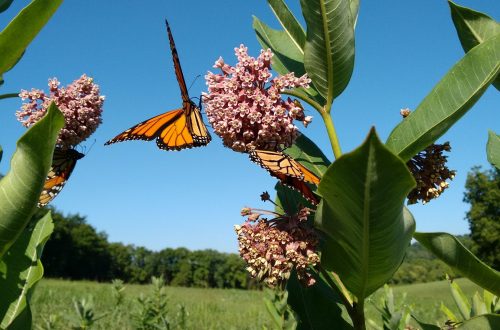How to Create a Monarch Waystation