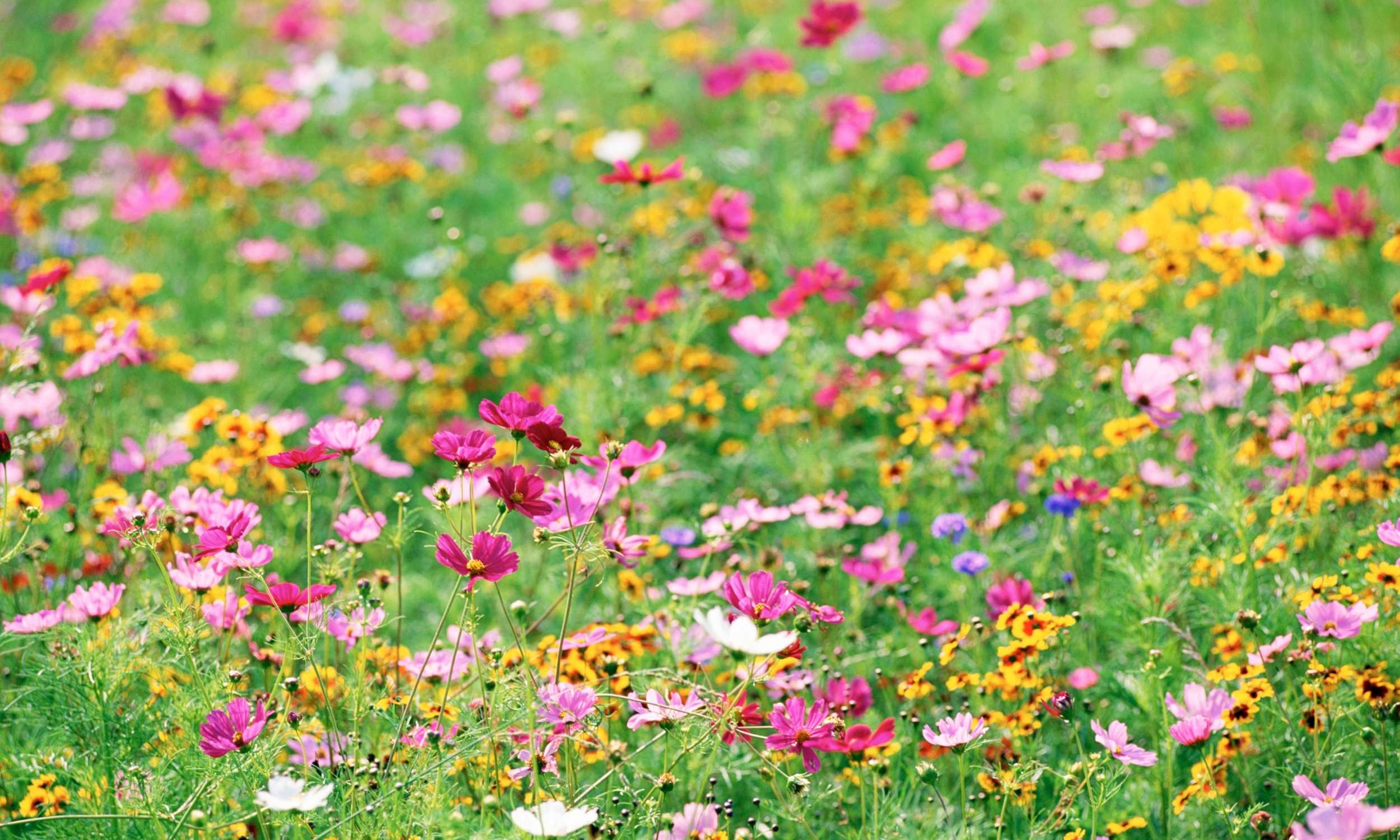 How to Plant a Wildflower Garden
