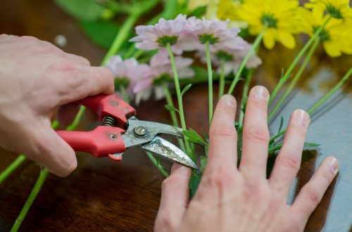How to Start a Cut Flower Garden