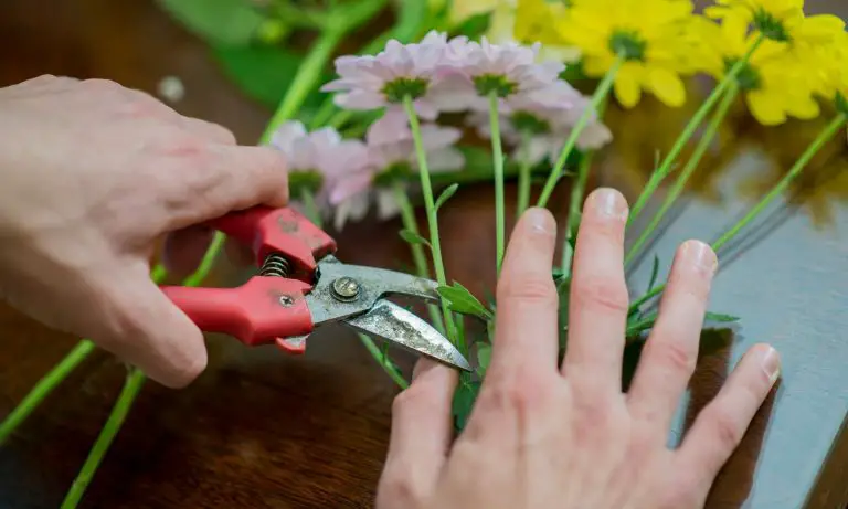 10 Easy Cut Flowers to Grow