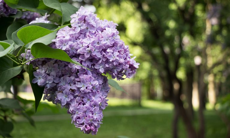 Cutting Lilacs and Making Them Last Longer