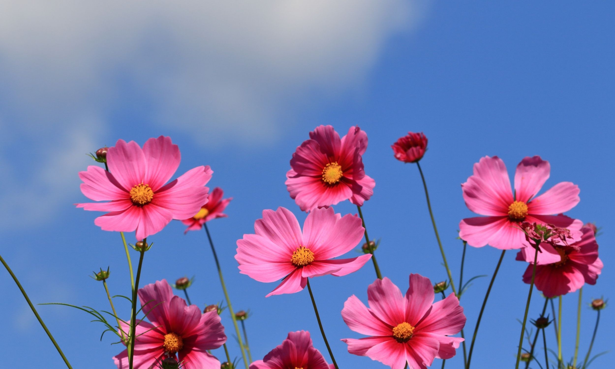 how to grow cosmos-