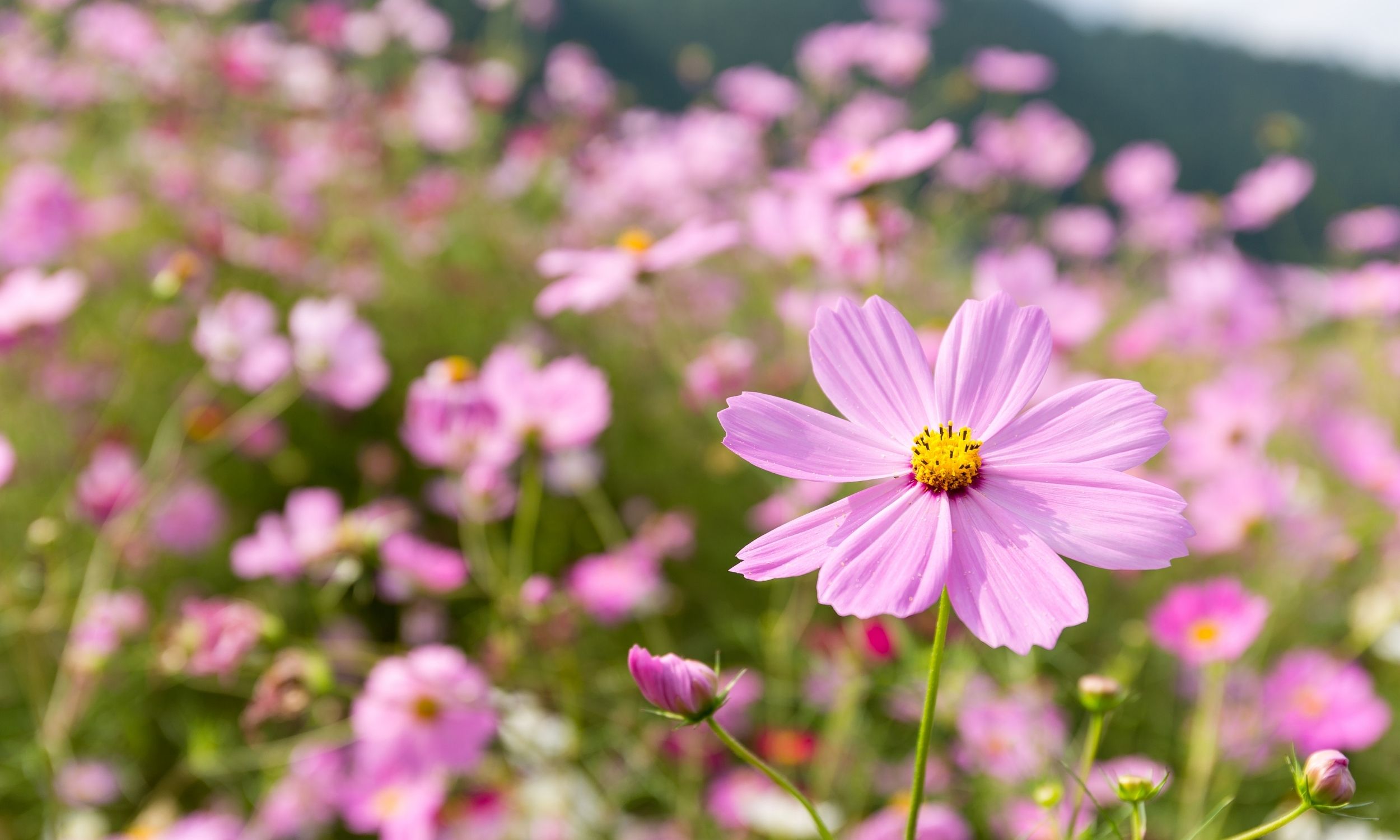 How to Grow Cosmos
