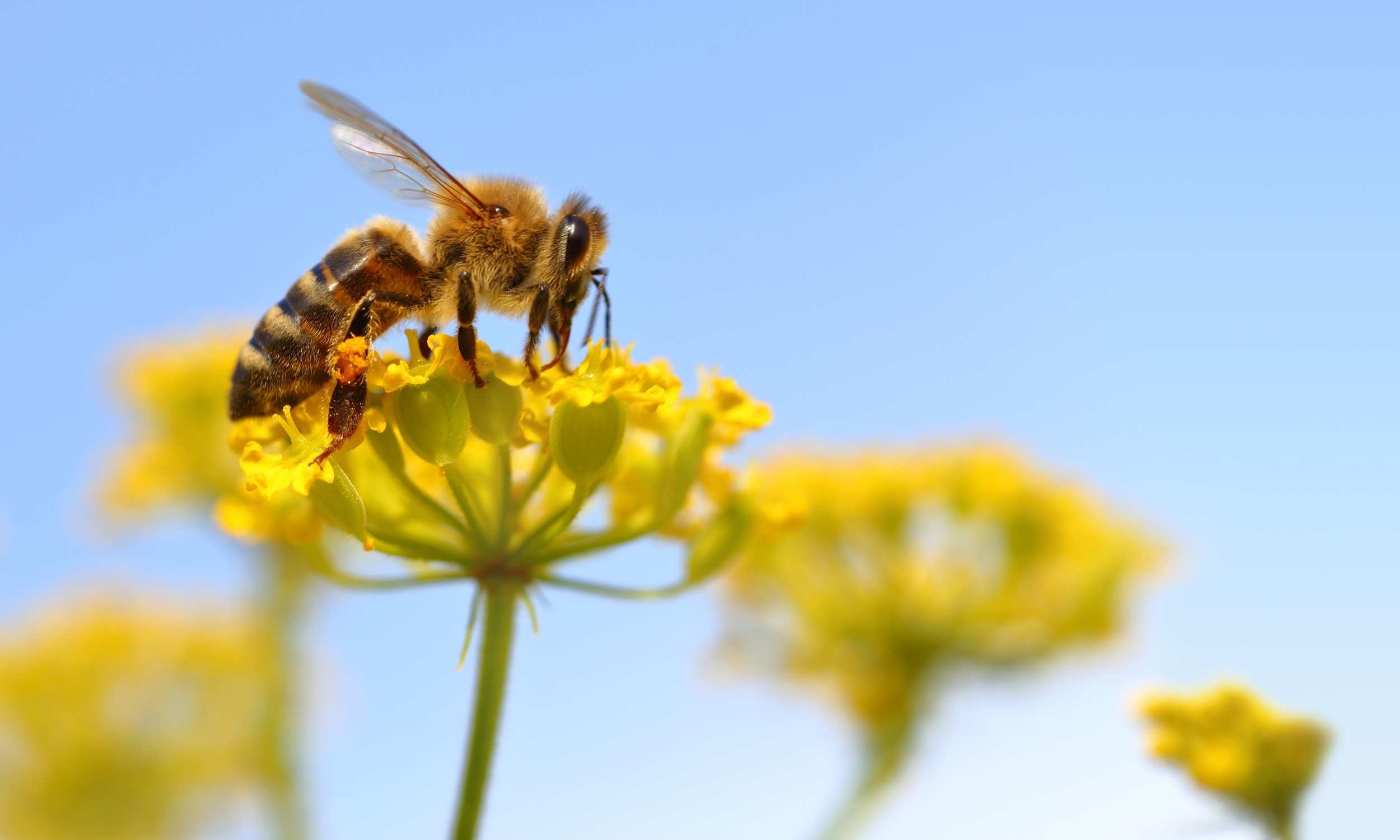 How to Help the Pollinators