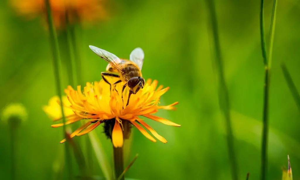 How to Help the Pollinators