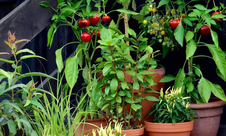 Everything Container Gardens