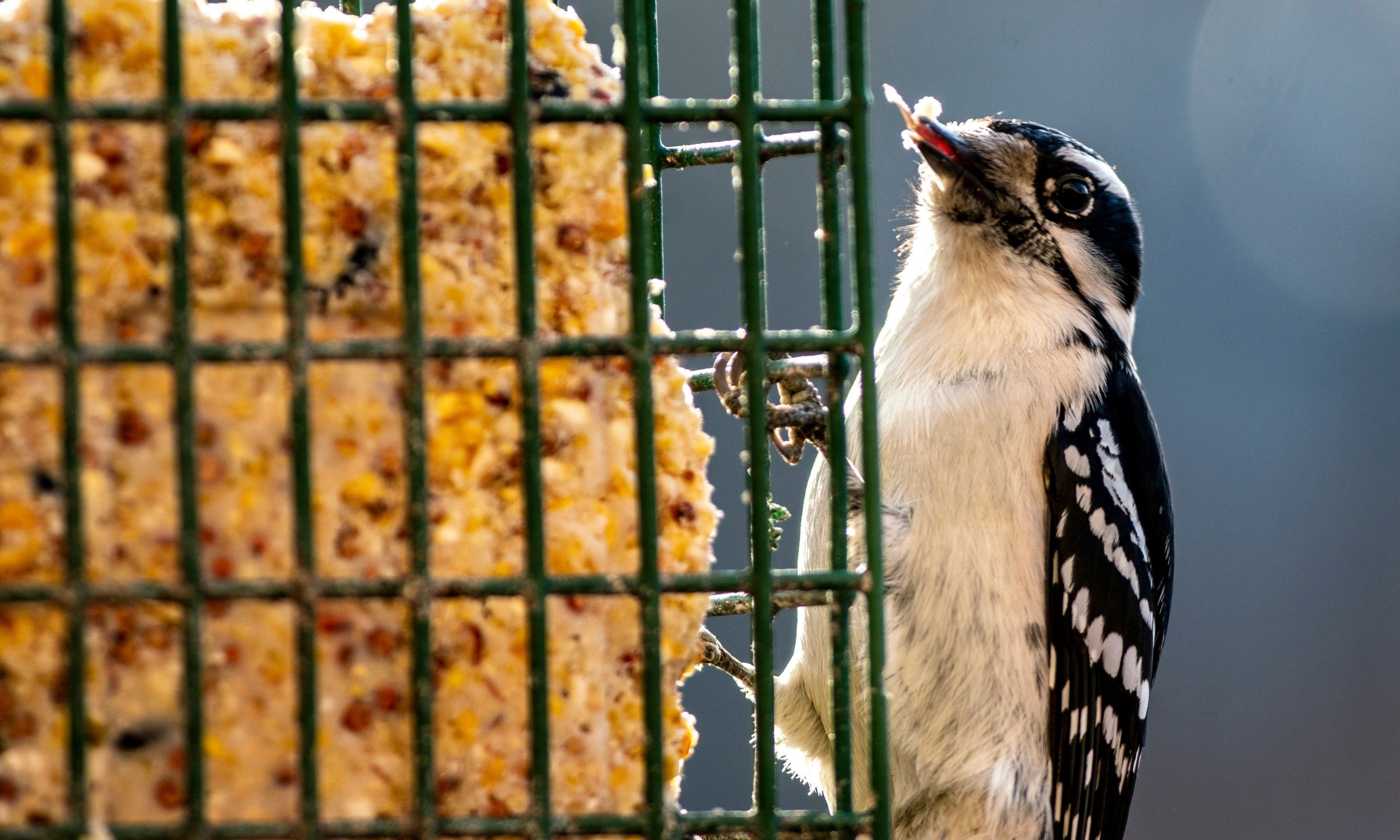 suet bird feeder