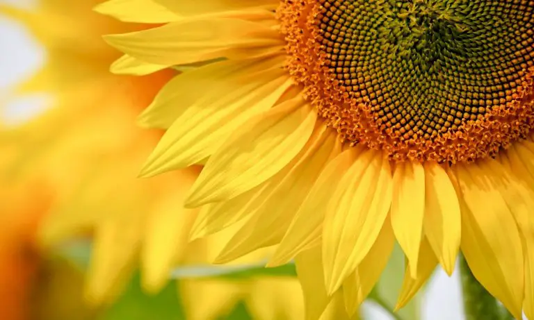 Tips for Growing Sunflowers as Cut Flowers