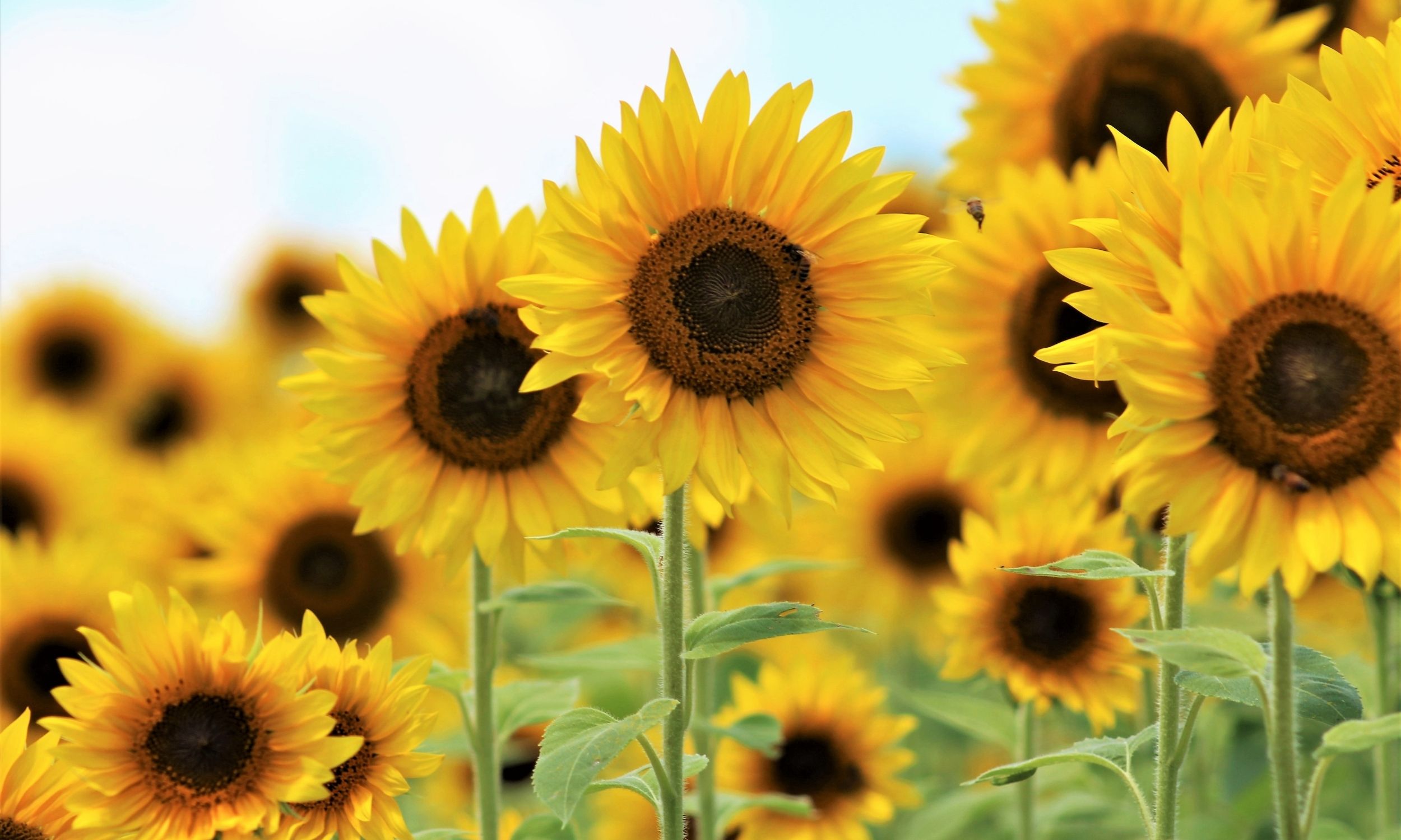 How to Grow the Biggest Sunflowers in Pots